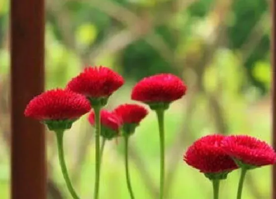 生长环境|雏菊生长环境条件及特点