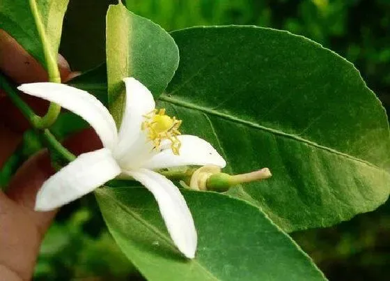 植物百科|柠檬开花吗 开的花是什么样子