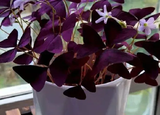 植物种类|酢浆草是被子植物吗