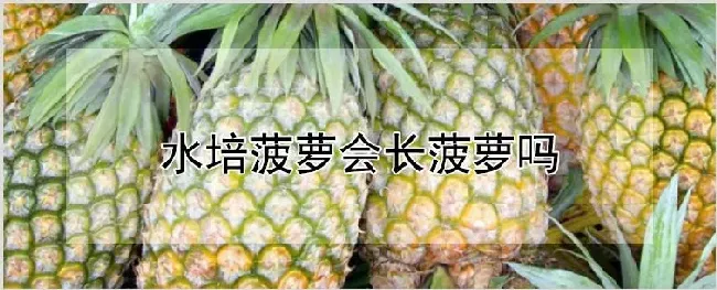 水培菠萝会长菠萝吗 | 耕种资料