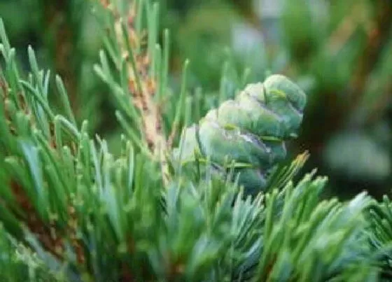 植物寓意|松柏象征着什么意义
