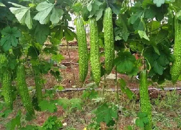 植物浇水|苦瓜几天浇一次水最好