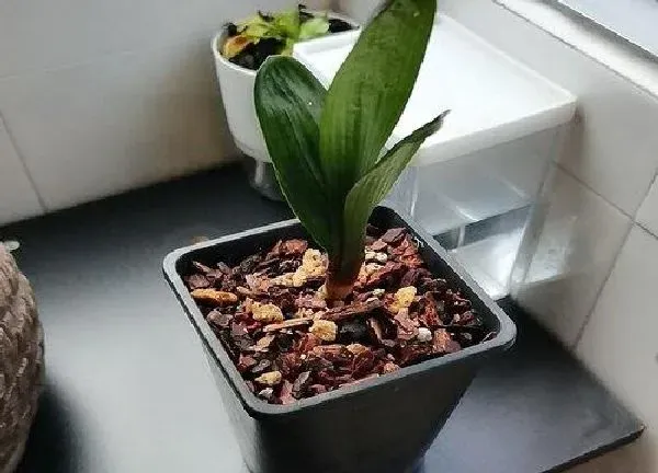 植物移栽|君子兰怎么分株方法