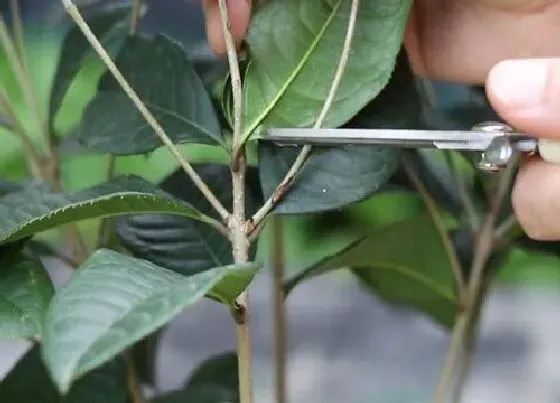 植物修剪|月桂怎么修剪方法