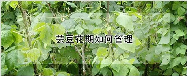 芸豆花期如何管理 | 农业科普