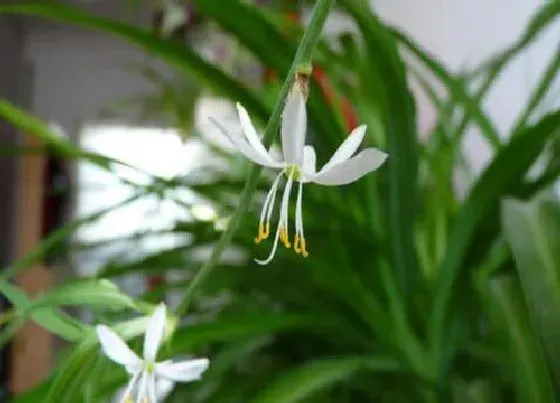 开花时间|吊兰多久才开花一次