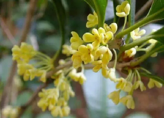 植物毒性|桂花有毒吗 能在家里养吗