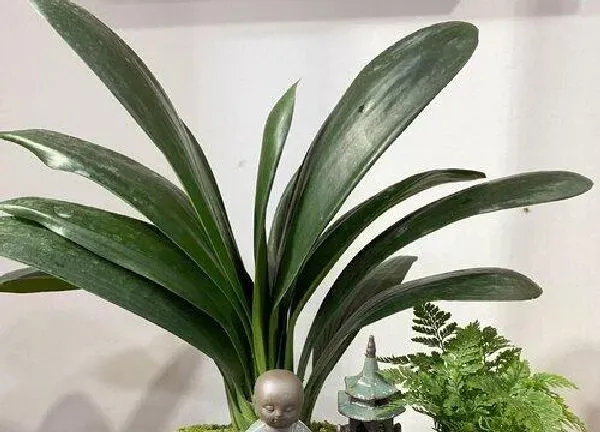 植物浇水|香蕉皮泡水可以浇君子兰吗