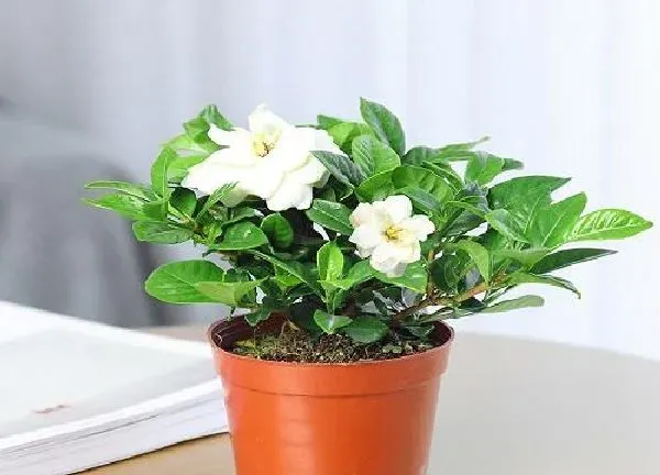 养殖科普|栀子花用高盆还是矮盆 栀子花用大盆还是小盆合适