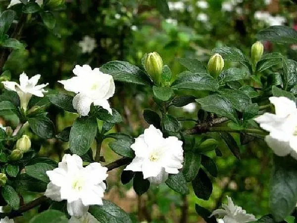 植物浇水|六月雪浇什么水好 长得旺盛