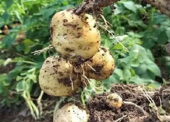 植物种类|土豆是单子叶植物吗