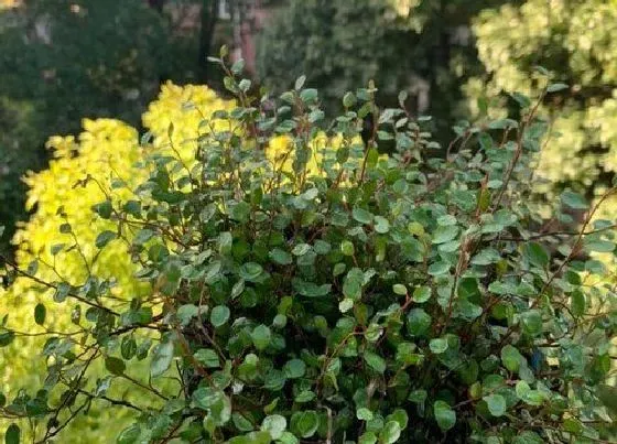 植物繁殖|千叶吊兰怎么繁殖方法和注意事项