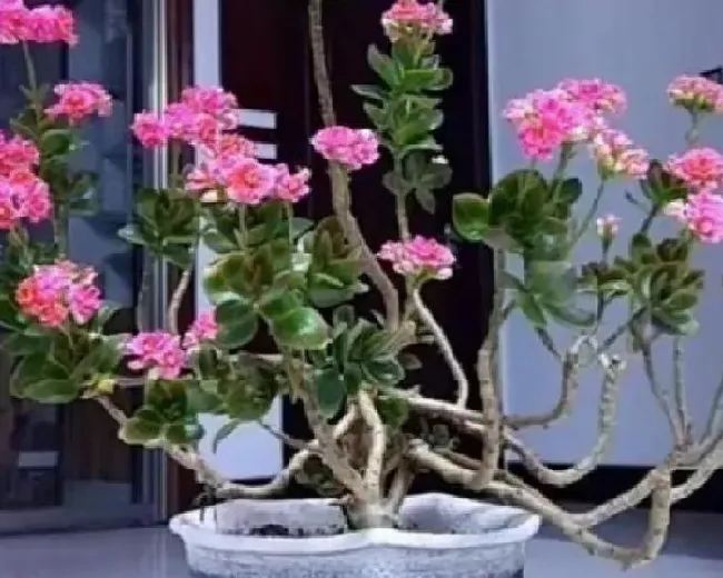 养殖方法|长寿花老桩可以剪秃吗（长寿花剪了留下老桩还能发芽吗）