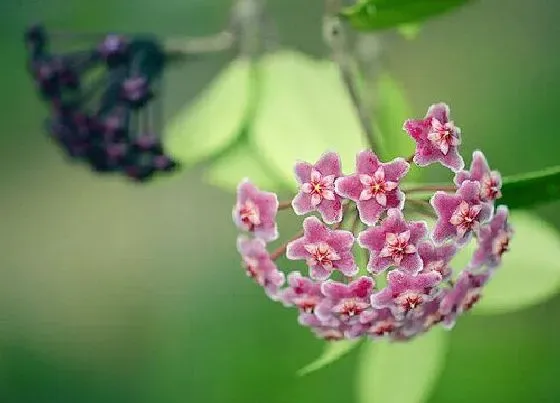 植物修剪|球兰怎么修剪好看