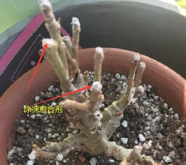 养殖方法|长寿花老桩可以剪秃吗（长寿花剪了留下老桩还能发芽吗）