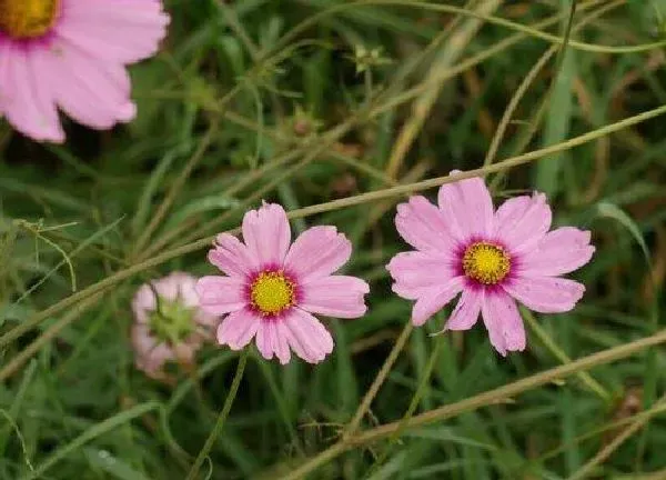 养殖科普|波斯菊开花后怎么处理