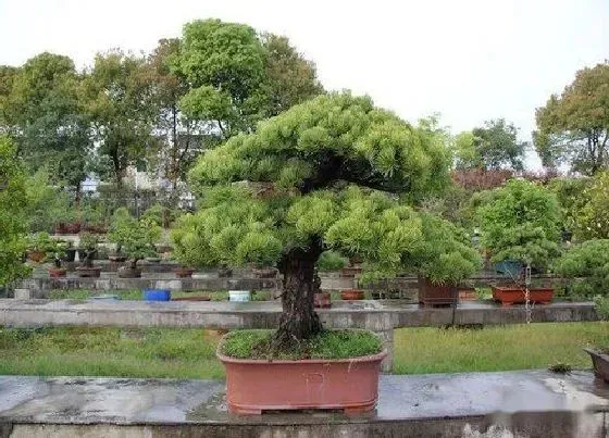 植物嫁接|松树可以嫁接吗