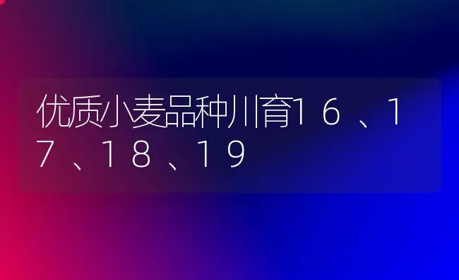 优质小麦品种川育16、17、18、19 | 粮油作物种植