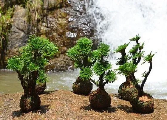 植物百科|卷柏耐阴吗