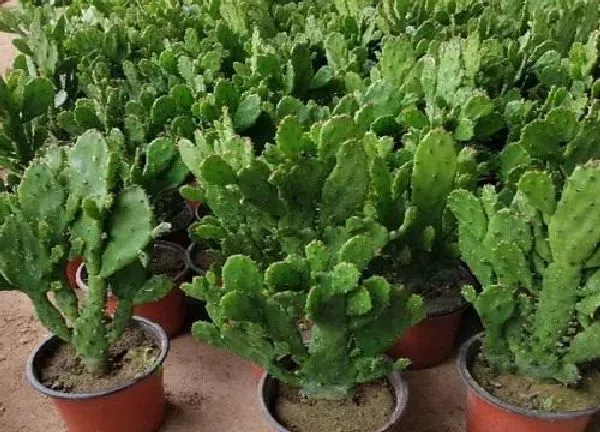 植物浇水|千手观音多久浇一次水