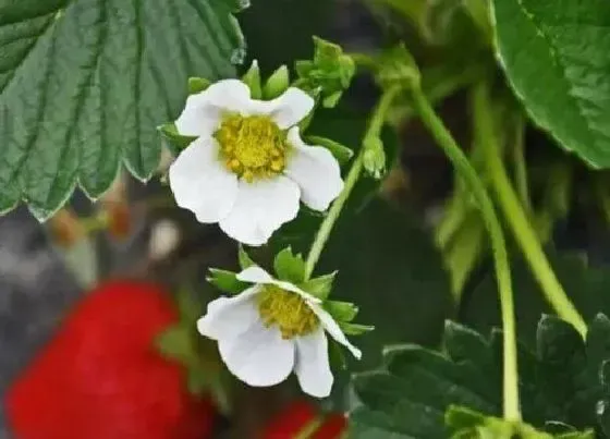 颜色花|草莓的花是什么颜色