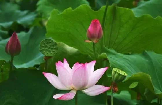 种植方法|荷花怎么种 种植时间与方法步骤