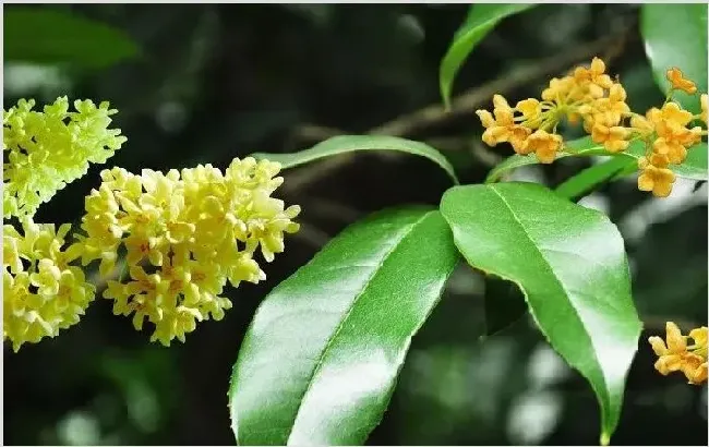 桂花树种植 如何去种植桂花树？ | 耕种资料