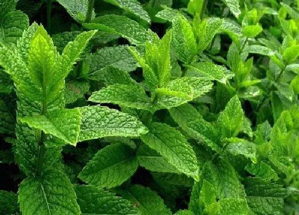 植物浇水|薄荷需要每天浇水吗