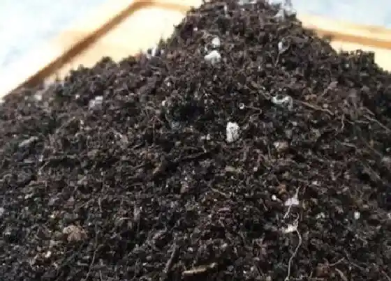 种植土壤|营养土可以种兰花吗