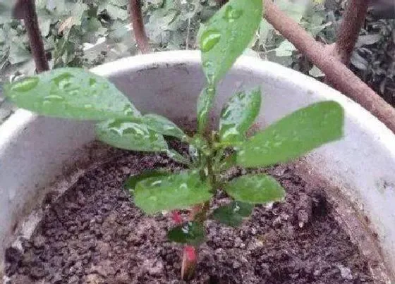 植物播种|牵牛花种子怎么种植