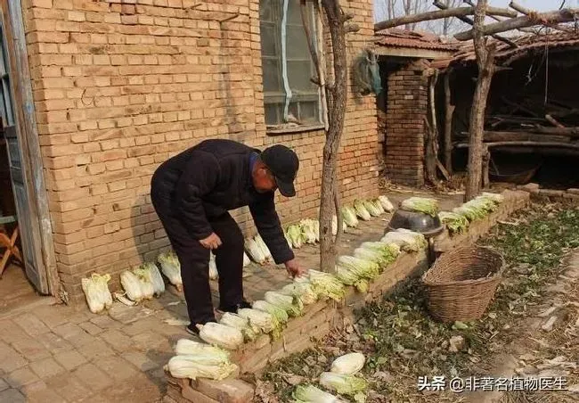 种植管理|越冬白菜什么时候收获，冬储大白菜如何收获与过冬贮藏）