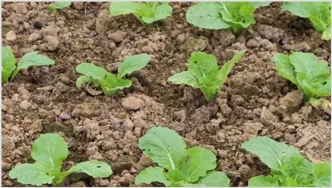 白菜种植技术与管理技巧 | 农业科普