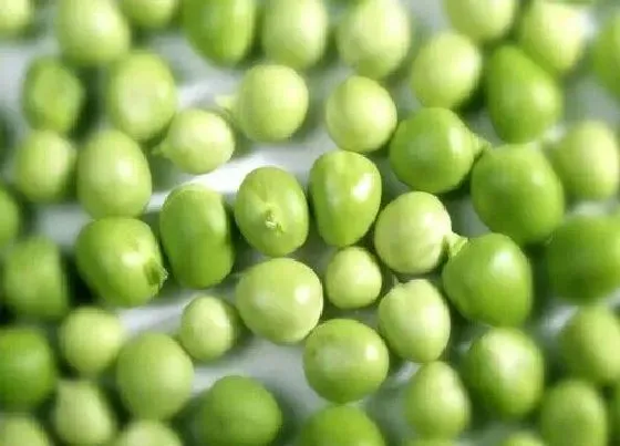 植物播种|青豆什么时候播种