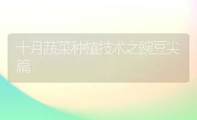 十月蔬菜种植技术之豌豆尖篇 | 蔬菜种植
