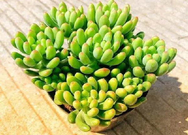 养殖方法|多肉春萌怎么养成老桩造型