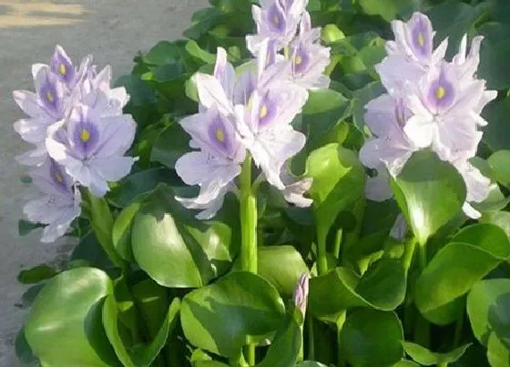 摆放常识|水浮莲适合在室内养吗