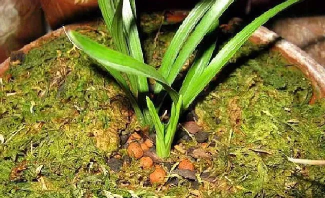 养殖科普|放在兰花盆土上的是什么苔藓（养兰花苔藓使用方法与技巧）