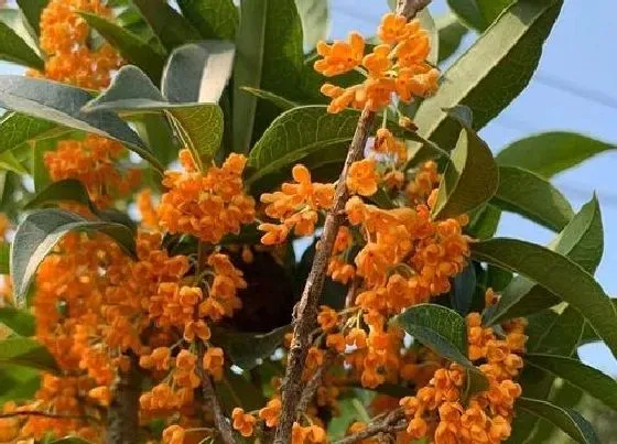 花期|桂花花期多长时间 开花多久凋谢