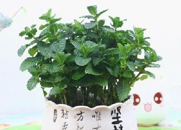 植物浇水|薄荷需要每天浇水吗