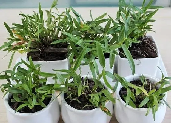 秋天植物|石斛秋天怎么养护