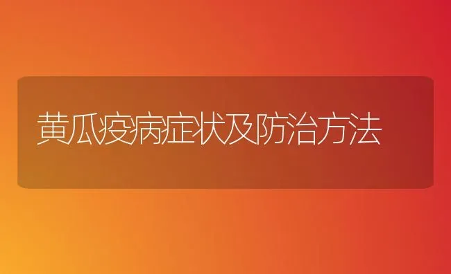 黄瓜疫病症状及防治方法 | 蔬菜种植