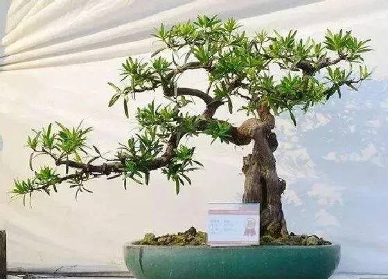 种植位置|罗汉松可以种在家门口吗