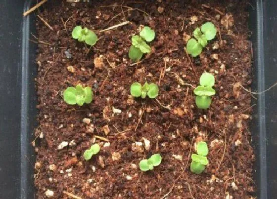 植物育苗|薄荷几天出苗 播种到发芽出苗时间