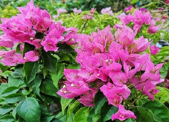 植物百科|三角梅是花吗 是什么植物类别