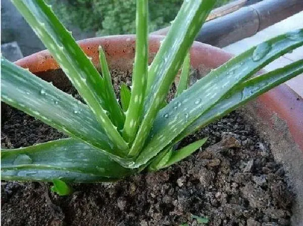 植物浇水|芦荟浇水要浇透吗 浇水浇多少合适