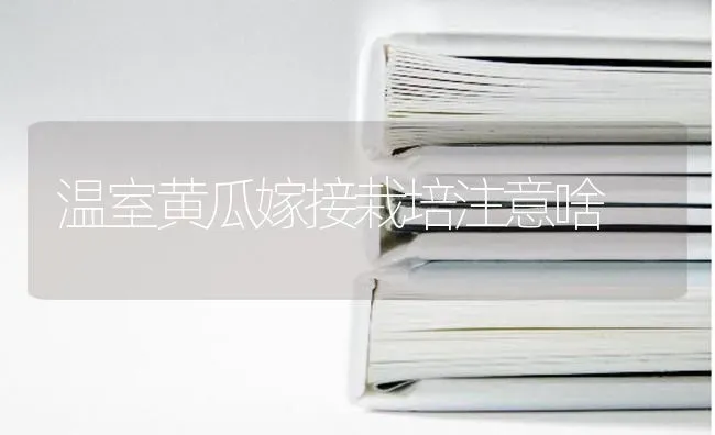 温室黄瓜嫁接栽培注意啥 | 蔬菜种植