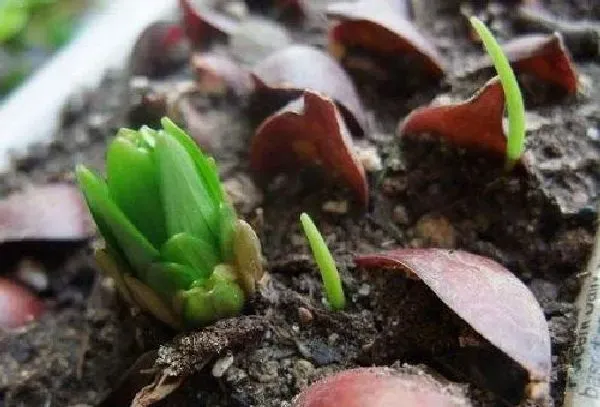 植物移栽|百合花怎么分株图解 分株时间及繁殖方法