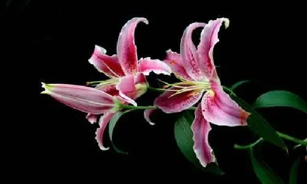 植物移栽|百合花怎么分株图解 分株时间及繁殖方法