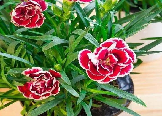 开花时间|康乃馨什么季节开花 一年四季开花吗