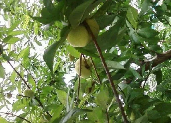 植物浇水|桃树几天浇一次水最好